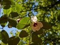 Magnolia sieboldii IMG_9475 Magnolia Siebolda